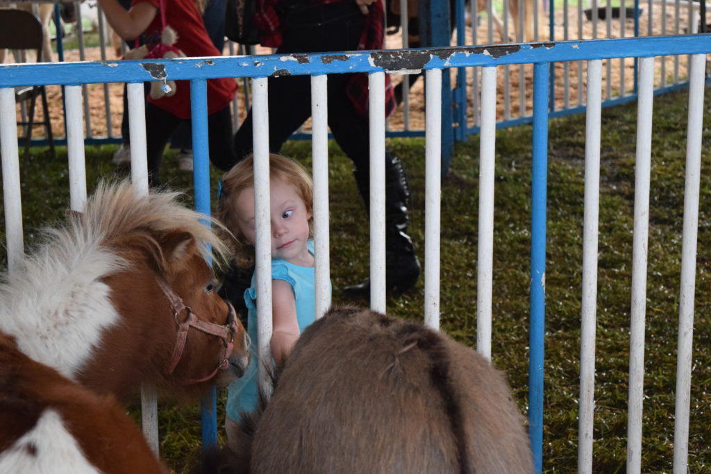 kid looking at ponies