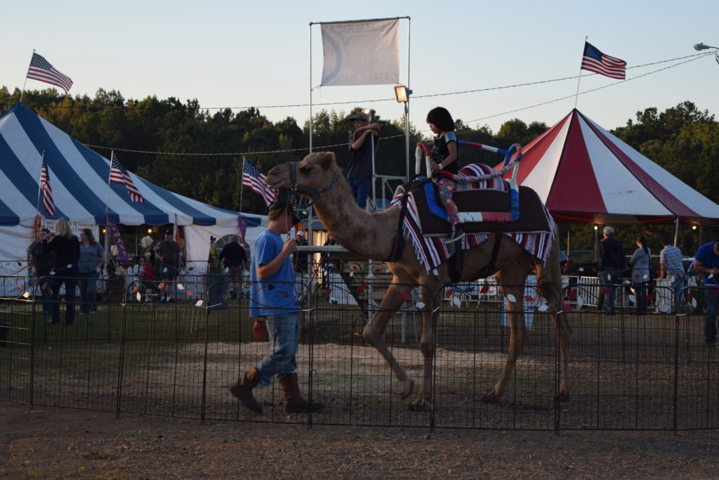 camel ride