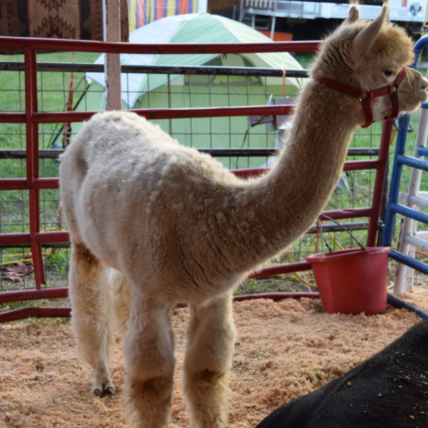 Kiwanis Fair Kiwanis Club of Griffin, GA